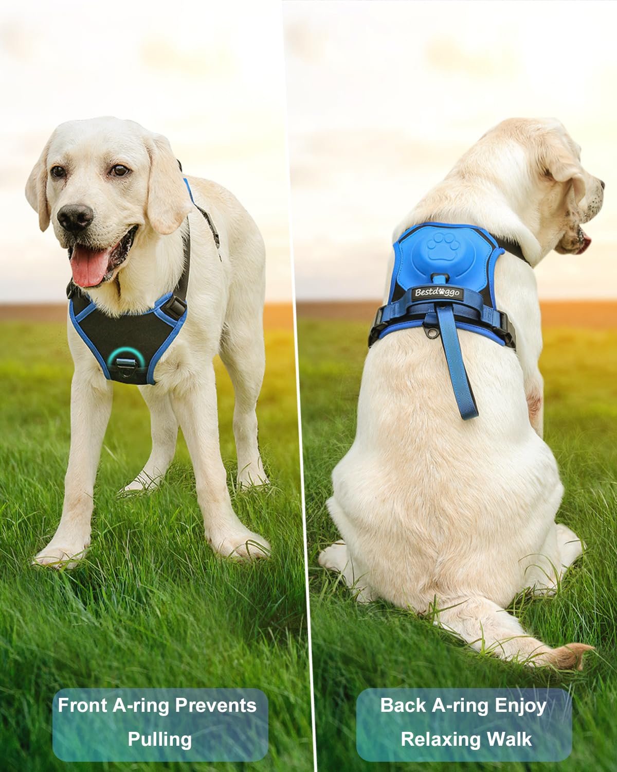 HOT SALE🔥Dog harness and retractable lead in one set